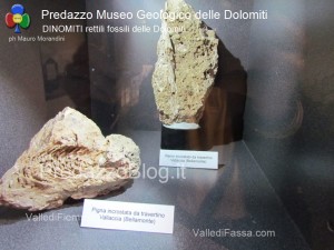 predazzo museo geologico delle dolomiti dinomiti rettili fossili delle dolomiti5 300x225 predazzo museo geologico delle dolomiti   dinomiti rettili fossili delle dolomiti5